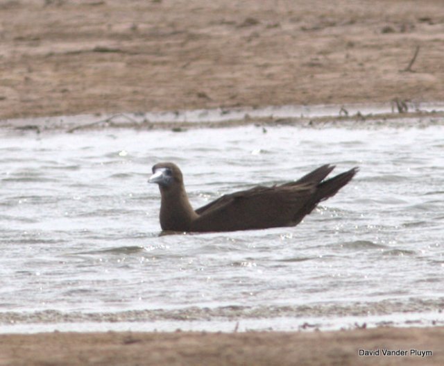 I discovered this Brown Booby in the area just south of Imperial Dam on 5 Aug 2013. This represents the 10th state reccord and only the second since 1991. Copyright (c) 2013 David Vander Pluym
