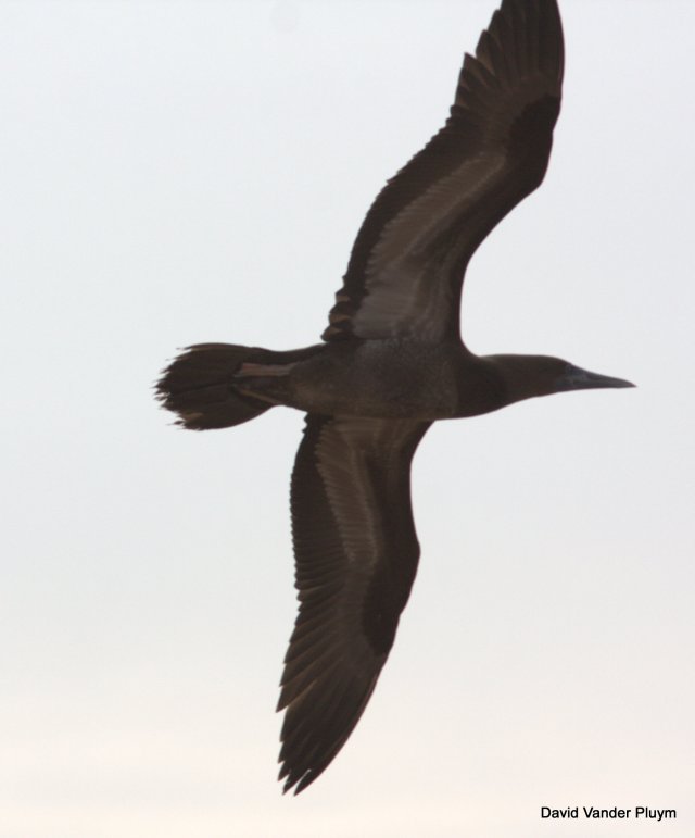 This Brown Booby was in the area just south of Imperial Dam on 5 Aug 2013. Note the pale belly strongly contrasting with the darker chest and the paler underwing coverts. The photo is underexposed and the belly appeared slightly paler than these photos indicate. Note also the two generations of primaries indcating a second-year bird. Copyright (c) 2013 David Vander Pluym