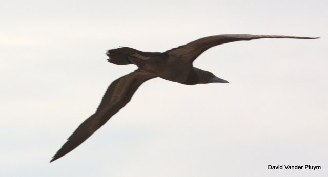 I discovered this Brown Booby in the area just south of Imperial Dam on 5 Aug 2013. Copyright (c) 2013 David Vander Pluym