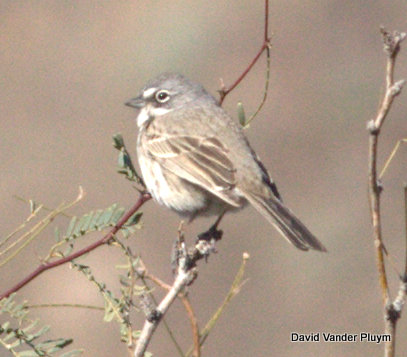 Bell's Sparrow at Quail Hollow in Parker Strip Ca on 20 Jan 2013. Another look at the same individual where you can better see the thick dark malar, strongly contrasting with the rest of the head. Note also again the thin back streaking that is hard to see. Copyright (c) 2013 David Vander Pluym