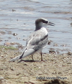 Least Tern