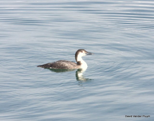 Common Loon