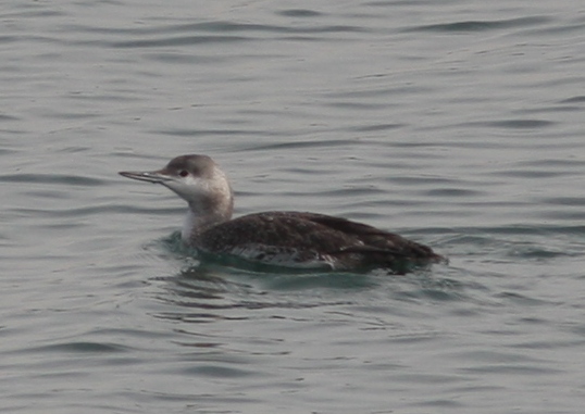 Red-throated Loon