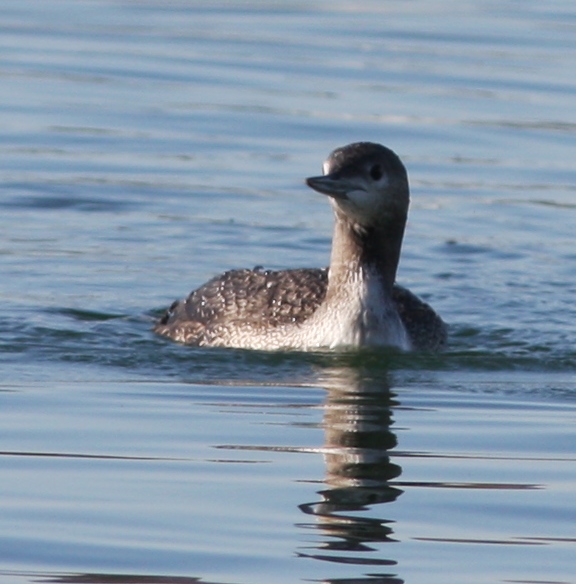 Red-throated Loon