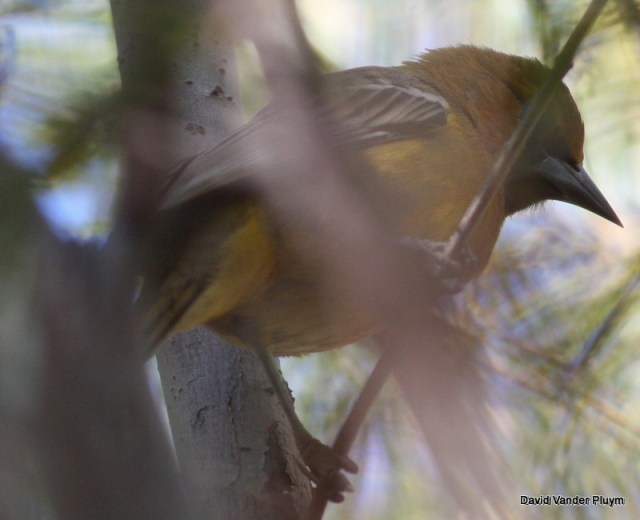 Note the thick, relatively straight bill and bright orange malar. You can also see that the tail shows some yellow in it (right at the base) which is typical of all age and sexes except adult male. You can also just make out a row of streaks on the back in this photo. 4 Nov 2013 CVCA La Paz County AZ. Copyright (c) 2013 David Vander Pluym