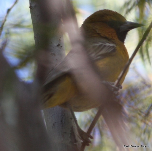 The Streak-backed Oriole in question was photographed, 4 Nov 2013 CVCA La Paz County AZ. Note the thick, relatively straight bill, with a dark tip and bright orange malar. Copyright (c) 2013 David Vander Pluym