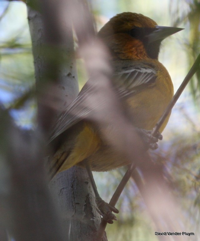 Note the thick, relatively straight bill with a dark tip and bright orange malar. Extensive whitish edgings to the wing. You can also see that the tail shows some yellow in it (right at the base) which is typical of all age and sexes except adult male. You can also just make out a row of streaks on the back in this photo. The bill shape as well as the dark tip, and bright orange face (especially the malar) are helpful in ruling out the otherwise similar Bullock's Oriole. 4 Nov 2013 CVCA La Paz County AZ. Copyright (c) 2013 David Vander Pluym