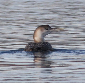 Yellow-billed Loon