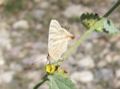 Creamy Stripe-Streak