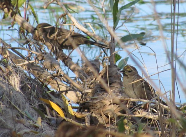 Golden-crowned Sparrows