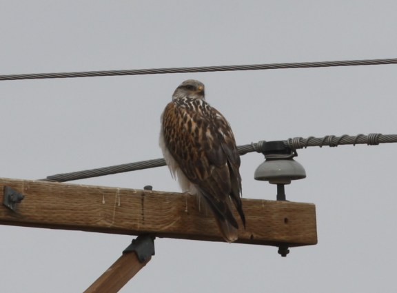 Ferruginous Hawk