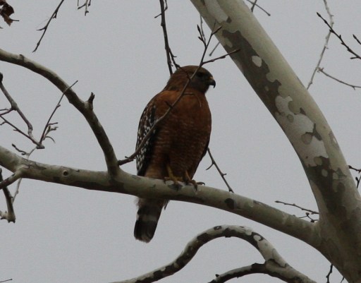Red-shouldered Hawk