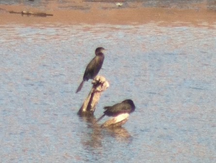Neotropic Cormorants