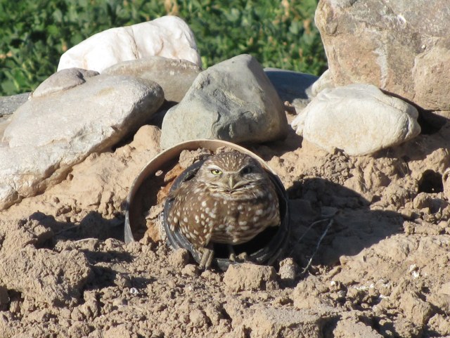 Burrowing Owl