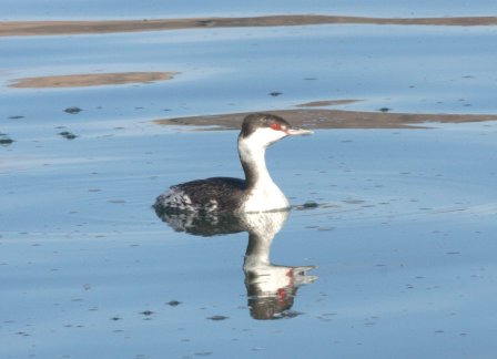 Horned Grebe