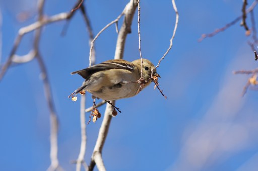 American Goldfinch